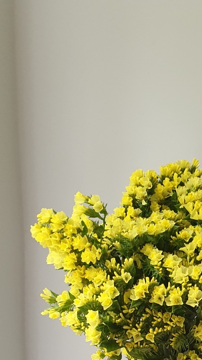 25712 Кермек Статиця Квіс Жовта Qis Yellow