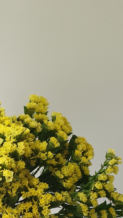 25712 Кермек Статиця Квіс Жовта Qis Yellow