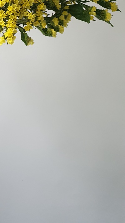 25712 Кермек Статиця Квіс Жовта Qis Yellow