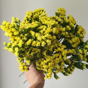 category.an.dried_flowers_prof Кермек Статиця Квіс Жовта Qis Yellow