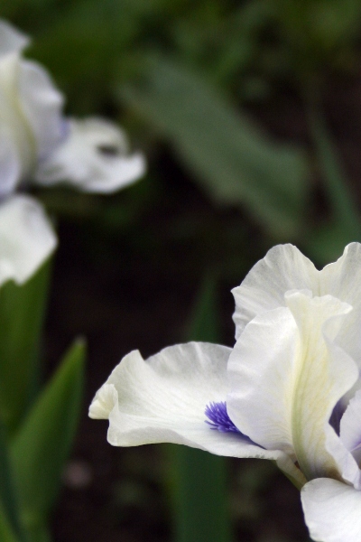 120 Bluebeard’s Ghost