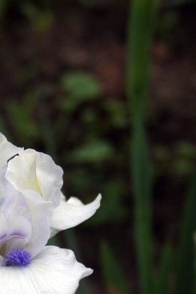 120 Bluebeard’s Ghost