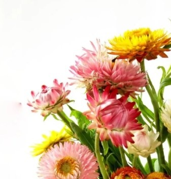 25709 Безсмертник Султан (Геліхрізум)