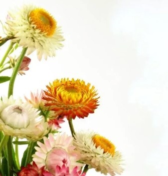 25709 Безсмертник Султан (Геліхрізум)