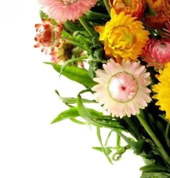 25709 Безсмертник Султан (Геліхрізум)