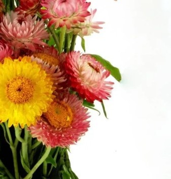 25709 Безсмертник Султан (Геліхрізум)