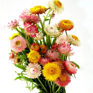 category.an.dried_flowers_prof Безсмертник Султан (Геліхрізум)