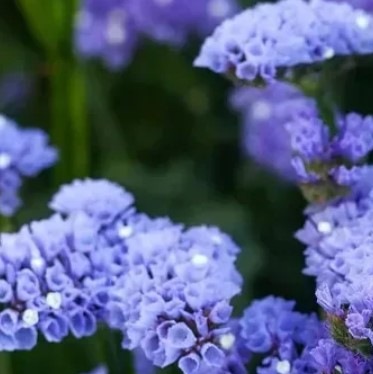 25710 Кермек Статиця Блакитний обрій