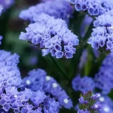 25710 Кермек Статиця Блакитний обрій