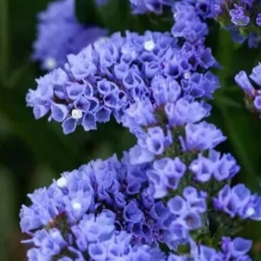 25710 Кермек Статиця Блакитний обрій