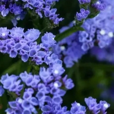 25710 Кермек Статиця Блакитний обрій