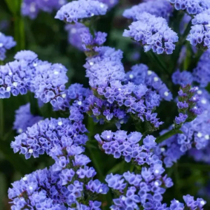 category.an.dried_flowers_prof Кермек Статиця Блакитний обрій