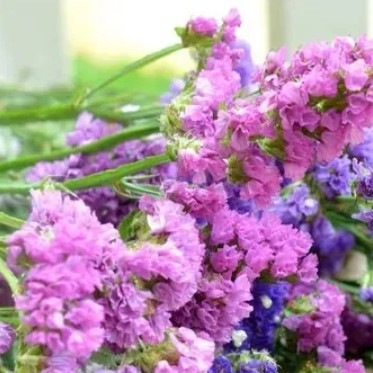 25714 Кермек Статиця Пасіфік Суміш