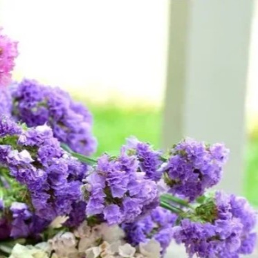 25714 Кермек Статиця Пасіфік Суміш