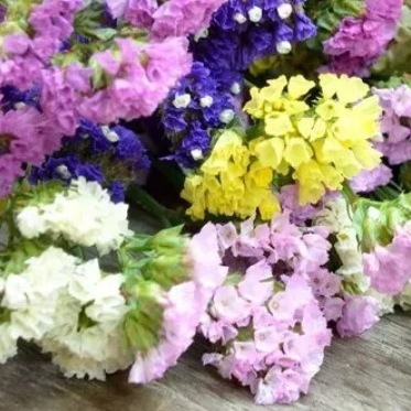 25714 Кермек Статиця Пасіфік Суміш