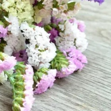 25714 Кермек Статиця Пасіфік Суміш