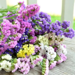 category.an.dried_flowers_prof Кермек Статиця Пасіфік Суміш