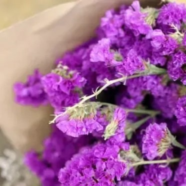 25716 Кермек Статиця Пурпуровий атракціон