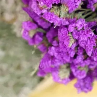 25716 Кермек Статиця Пурпуровий атракціон