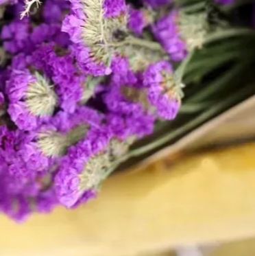 25716 Кермек Статиця Пурпуровий атракціон