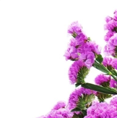 25717 Кермек Статиця Рожеве сяйво