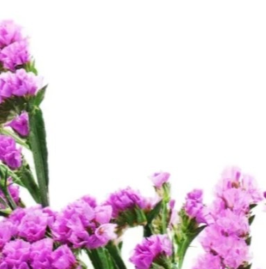 25717 Кермек Статиця Рожеве сяйво