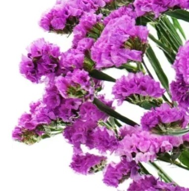 25717 Кермек Статиця Рожеве сяйво