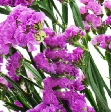 25717 Кермек Статиця Рожеве сяйво