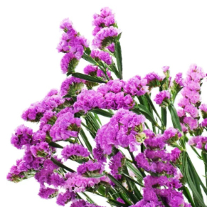 category.an.dried_flowers_prof Кермек Статиця Рожеве сяйво