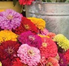 25469 Цинія (Майори) Гіганти Бенарі суміш