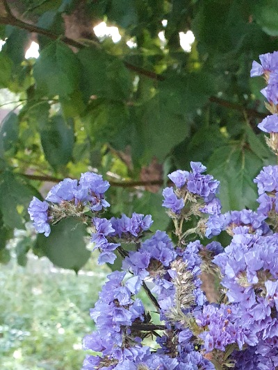 25718 Кермек Статиця Синя ріка