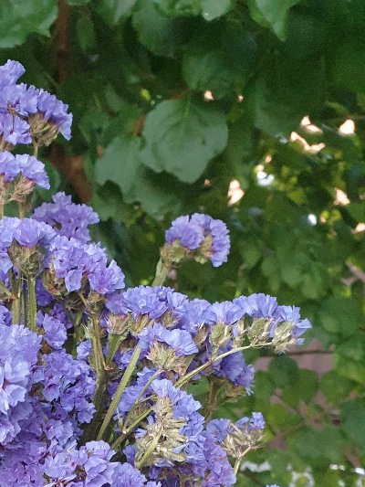 25718 Кермек Статиця Синя ріка