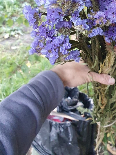 25718 Кермек Статиця Синя ріка