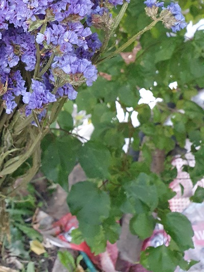 25718 Кермек Статиця Синя ріка