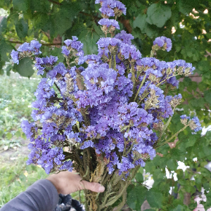 category.an.dried_flowers_prof Кермек Статиця Синя ріка