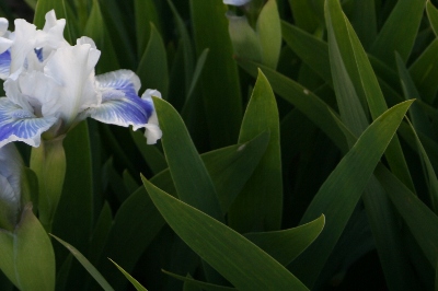 41 Big Blue Eyes