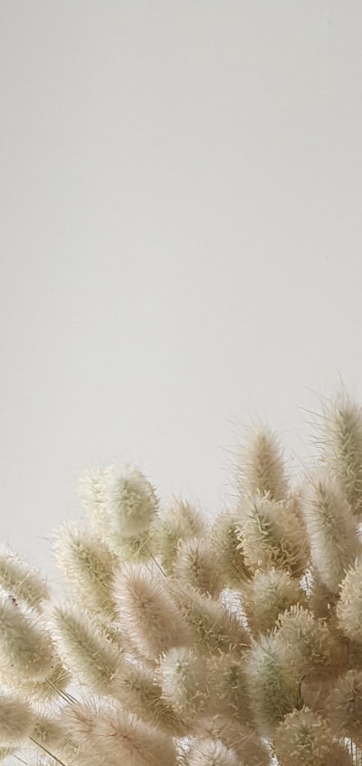 25715 Лагурус (Зайцехвіст) сухоцвіт