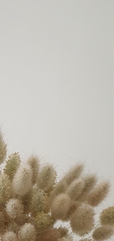 25715 Лагурус (Зайцехвіст) сухоцвіт