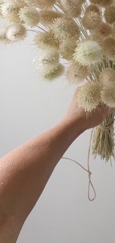 25715 Лагурус (Зайцехвіст) сухоцвіт