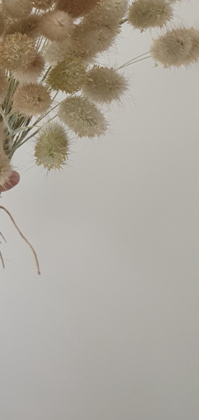 25715 Лагурус (Зайцехвіст) сухоцвіт