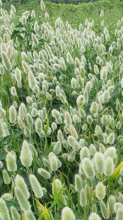 25715 Лагурус (Зайцехвіст) сухоцвіт