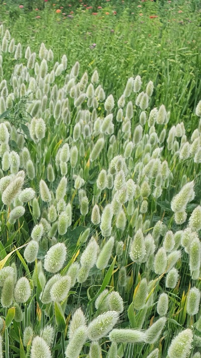 25715 Лагурус (Зайцехвіст) сухоцвіт