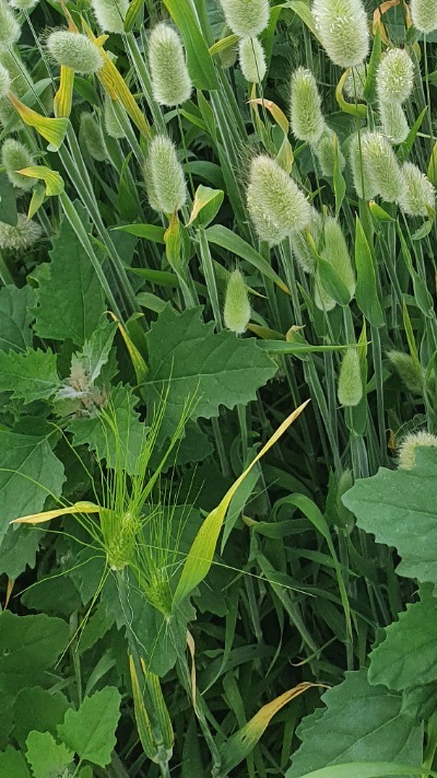 25715 Лагурус (Зайцехвіст) сухоцвіт