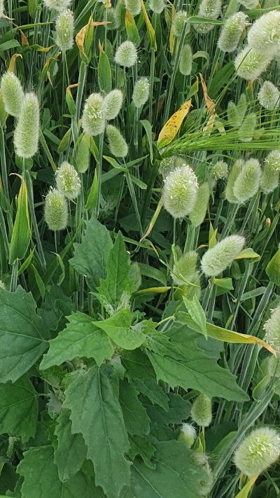 25715 Лагурус (Зайцехвіст) сухоцвіт