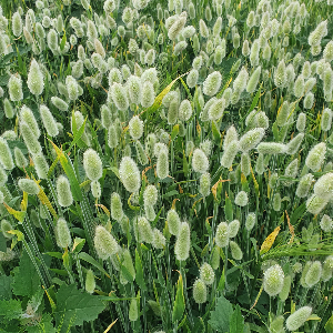 category.an.dried_flowers_prof Лагурус (Зайцехвіст) сухоцвіт