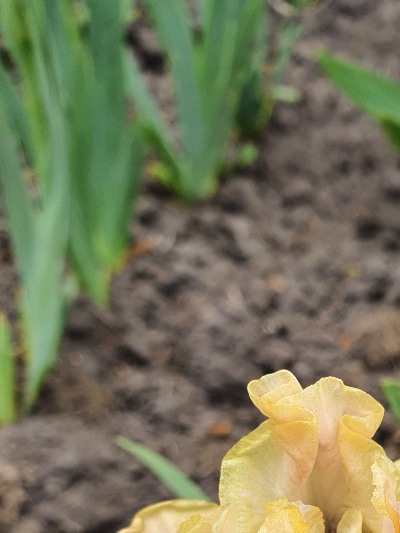 379 Golden apricot