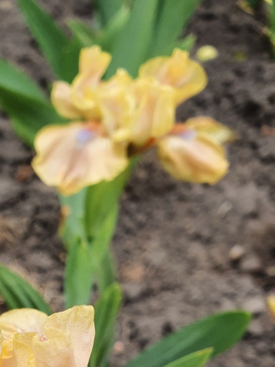 379 Golden apricot