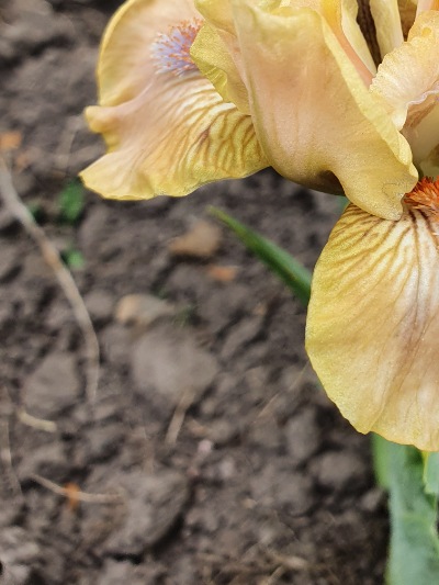 379 Golden apricot