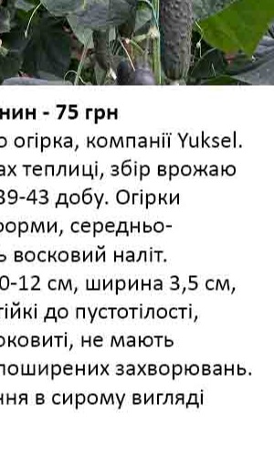 25086 Огірок Титанік F1 