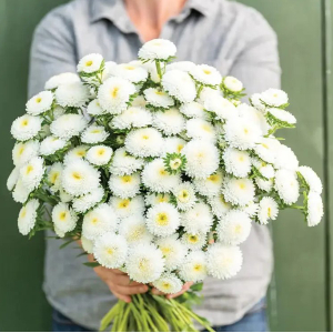  Айстра Мацумото Біла 